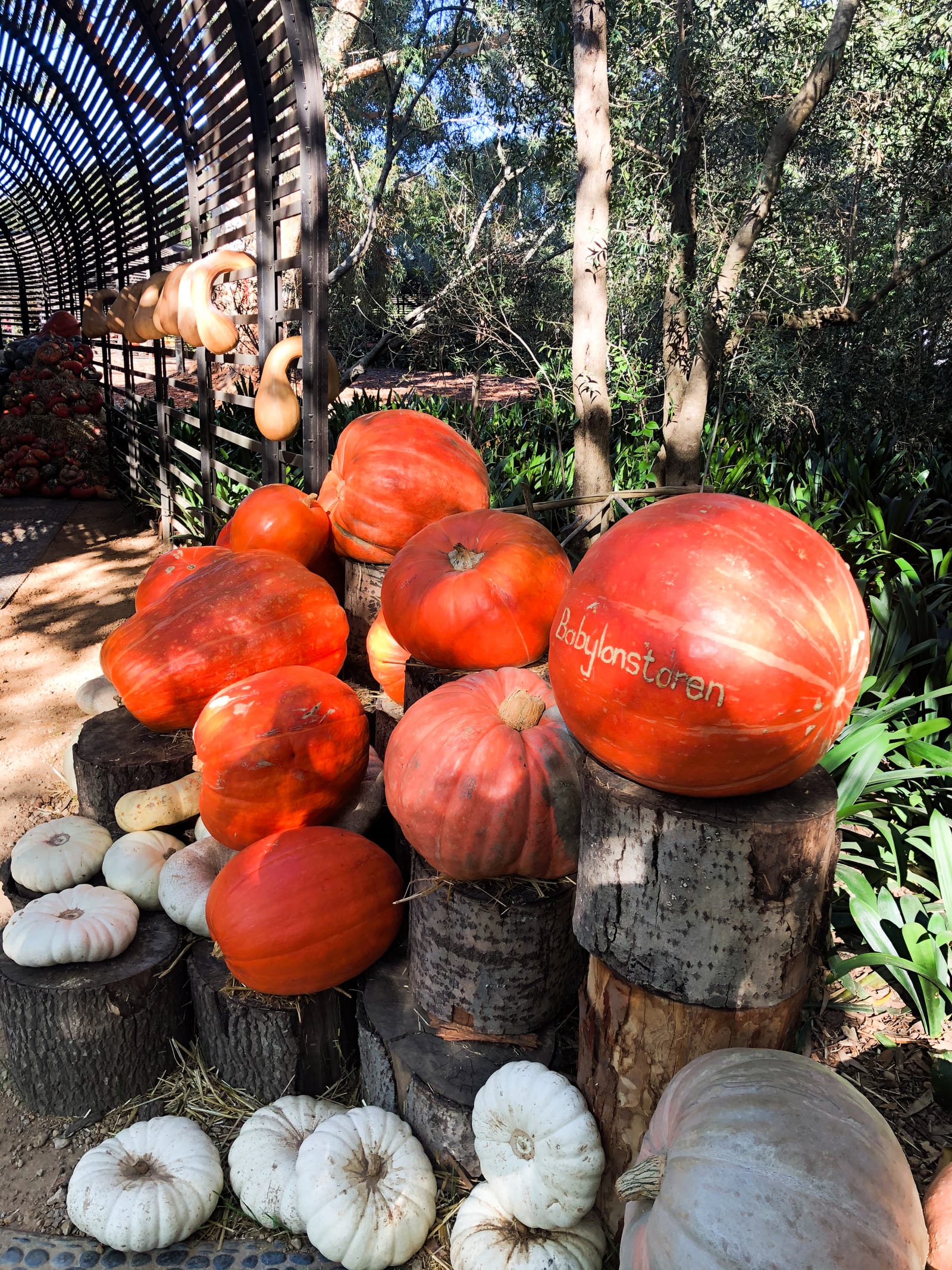 Orange pumpkins and white gourds piled on tree stumps in the garden, one carved with "Babylonstoren", beside a slatted tunnel hung with butternuts