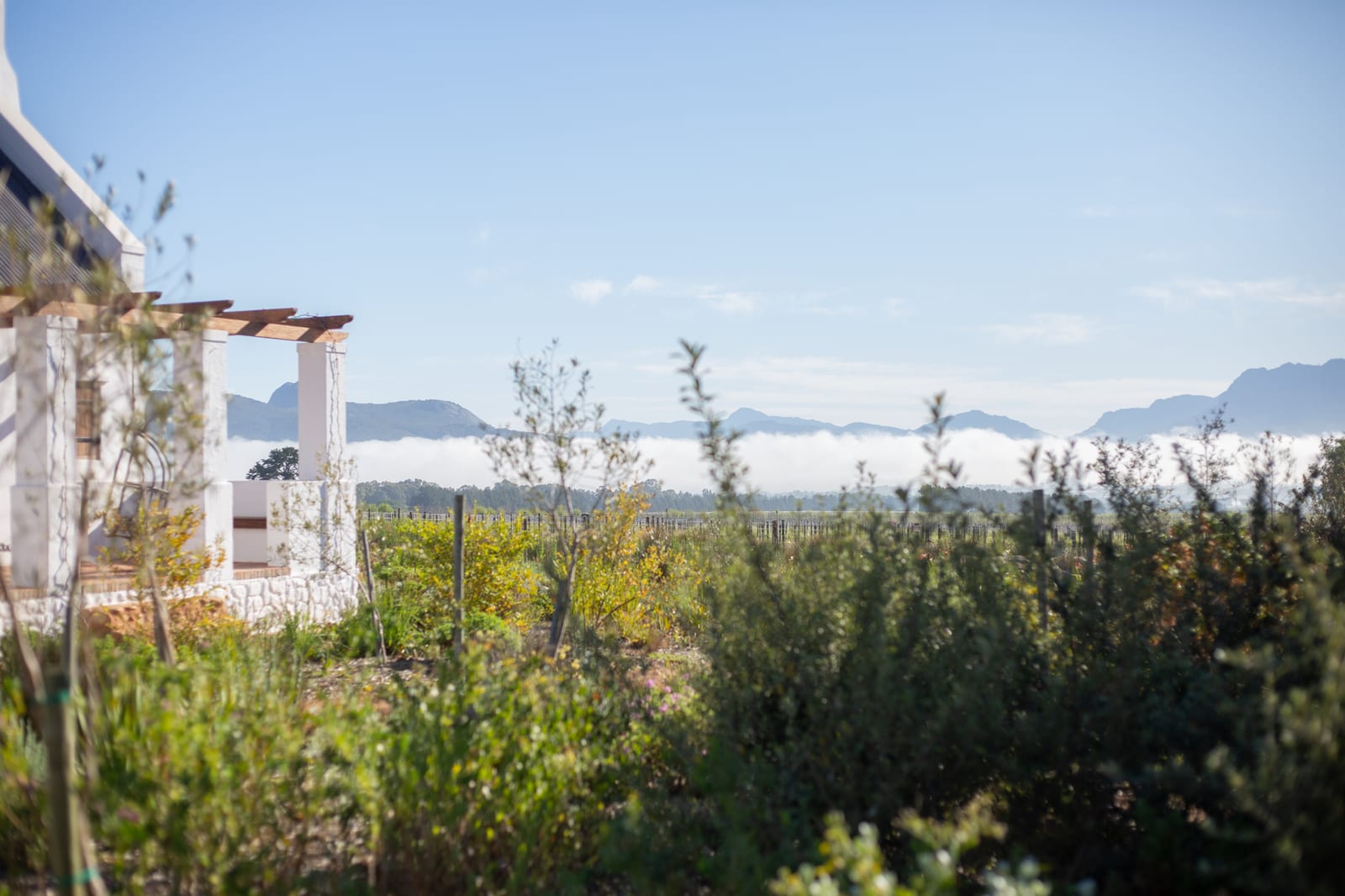 A whitewashed Cape Dutch cottage with a wooden pergola beside a fynbos garden, with low mist lying in front of the mountains under a clear blue sky
