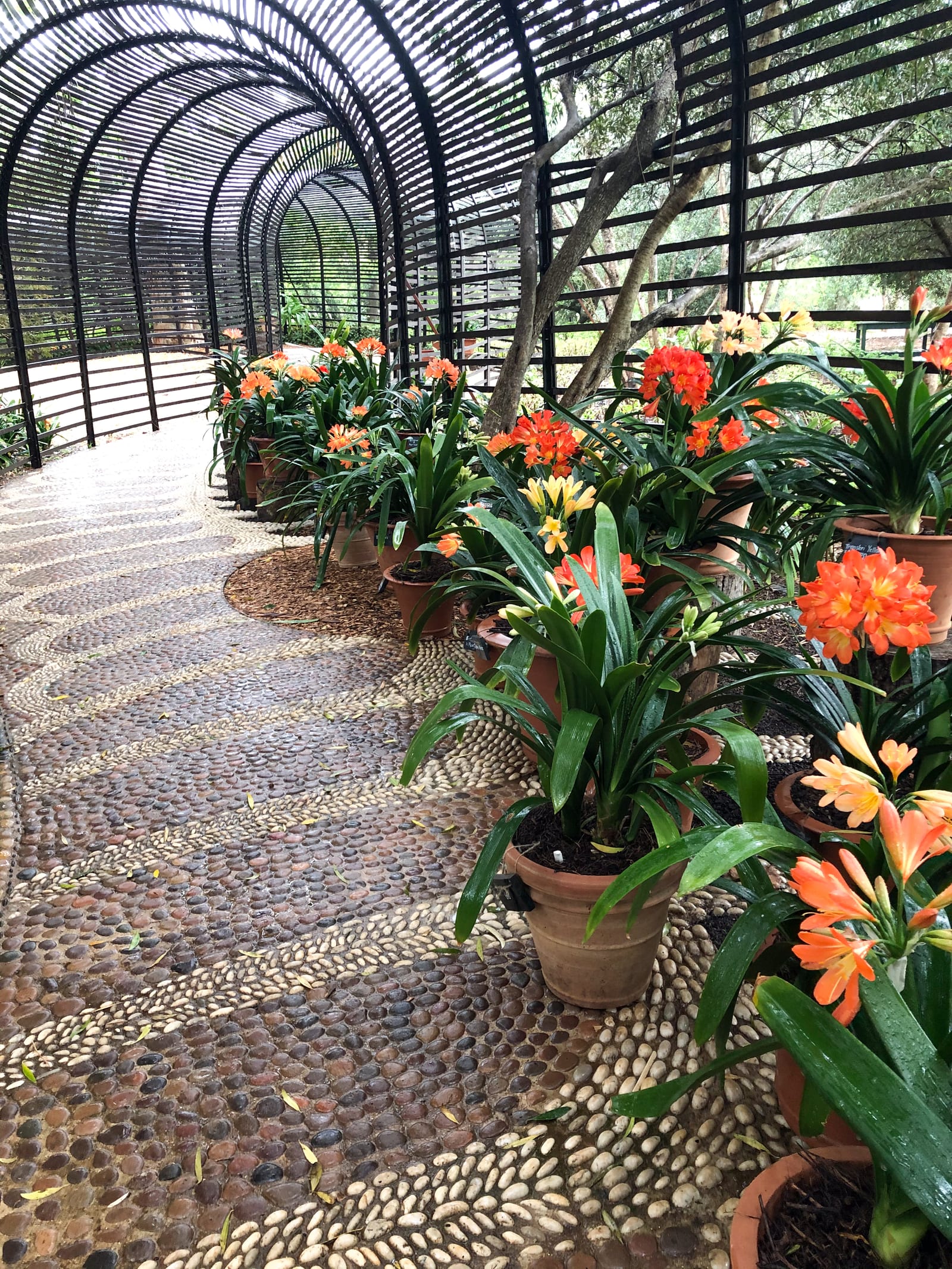 Potted orange and yellow clivias along a pebble-mosaic path under a curved slatted garden tunnel