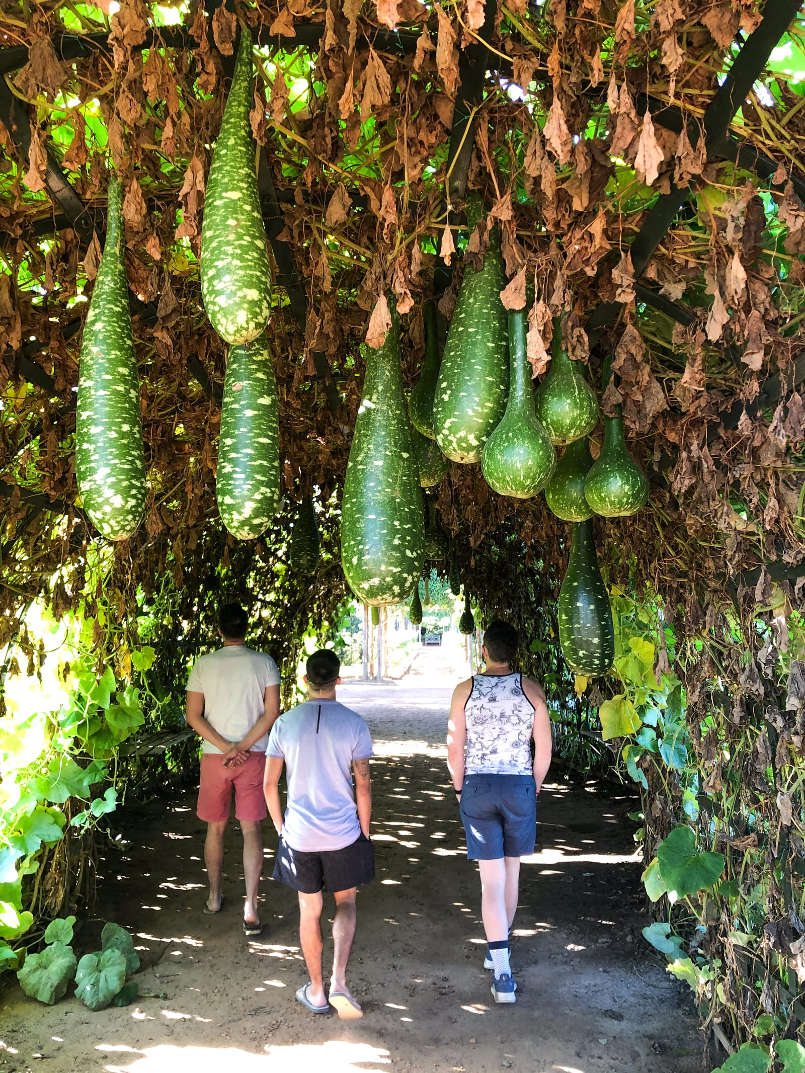 Walking under a pergola hung with long speckled green gourds in the garden