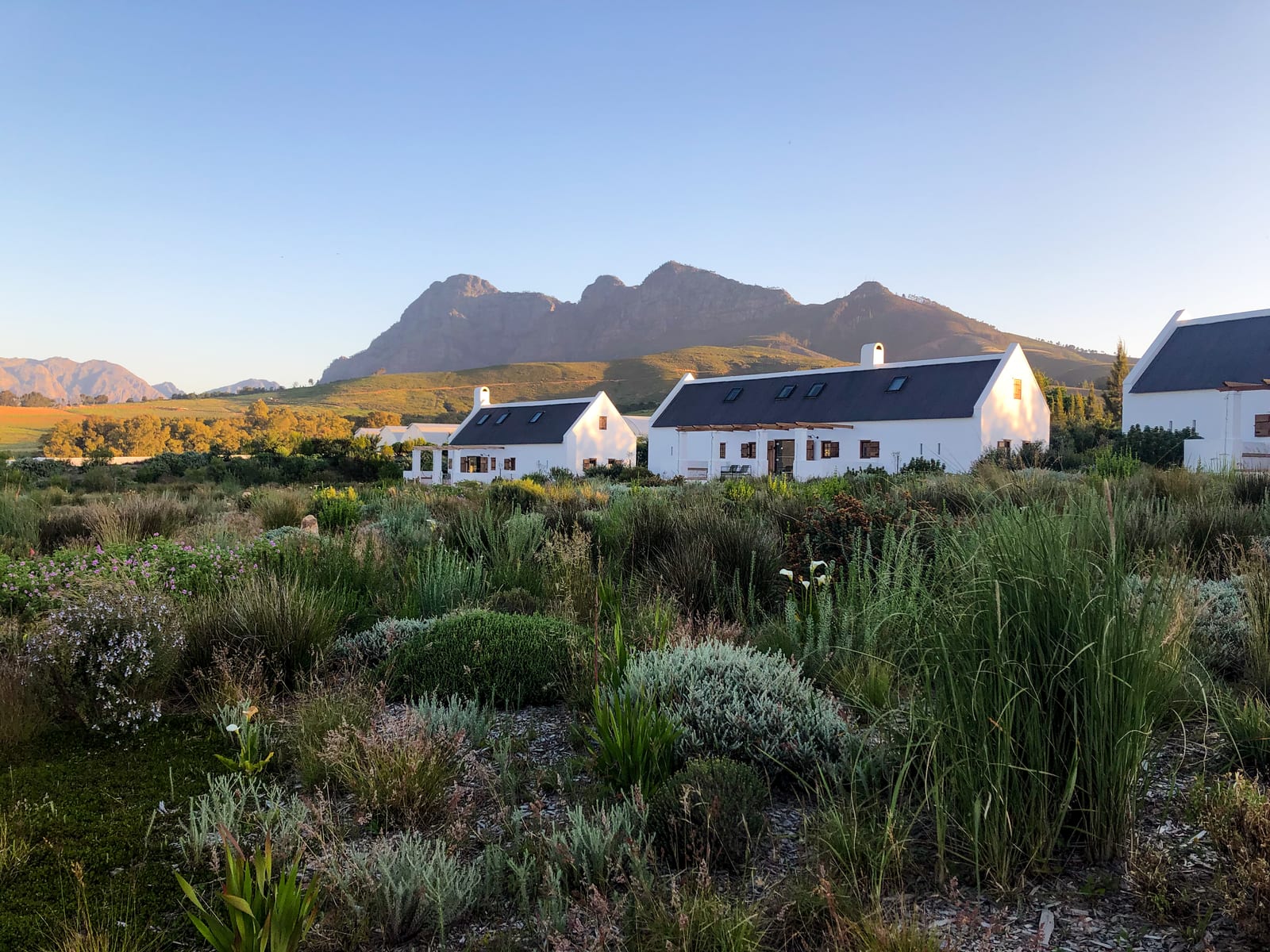 The whitewashed Fynbos Cottages among fynbos and grasses at golden hour, with the Simonsberg behind