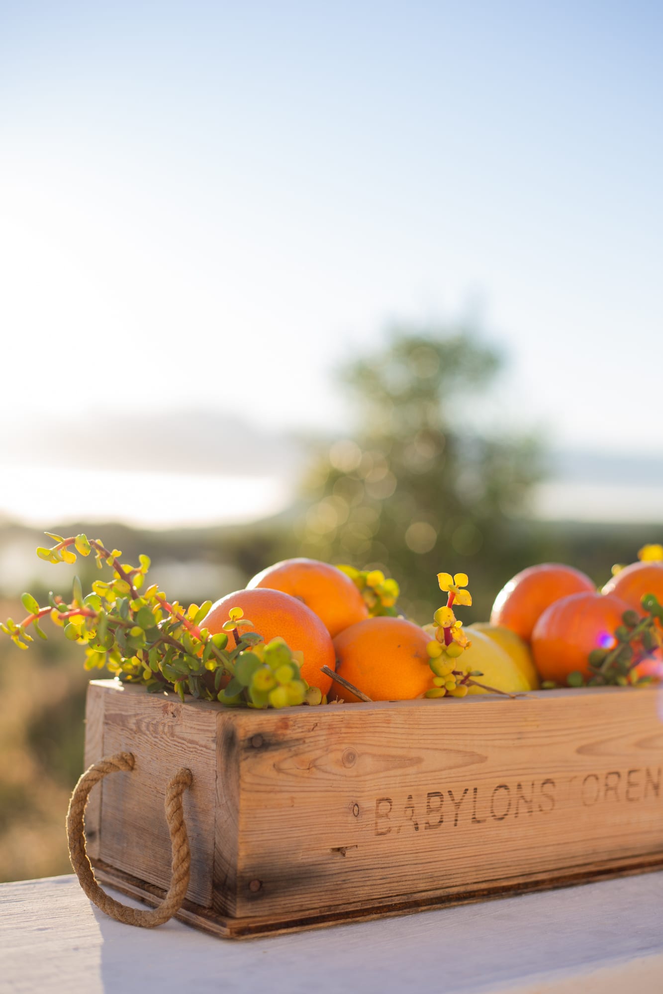 A wooden Babylonstoren crate with rope handles, filled with oranges, lemons and sprigs of spekboom, in soft golden backlight