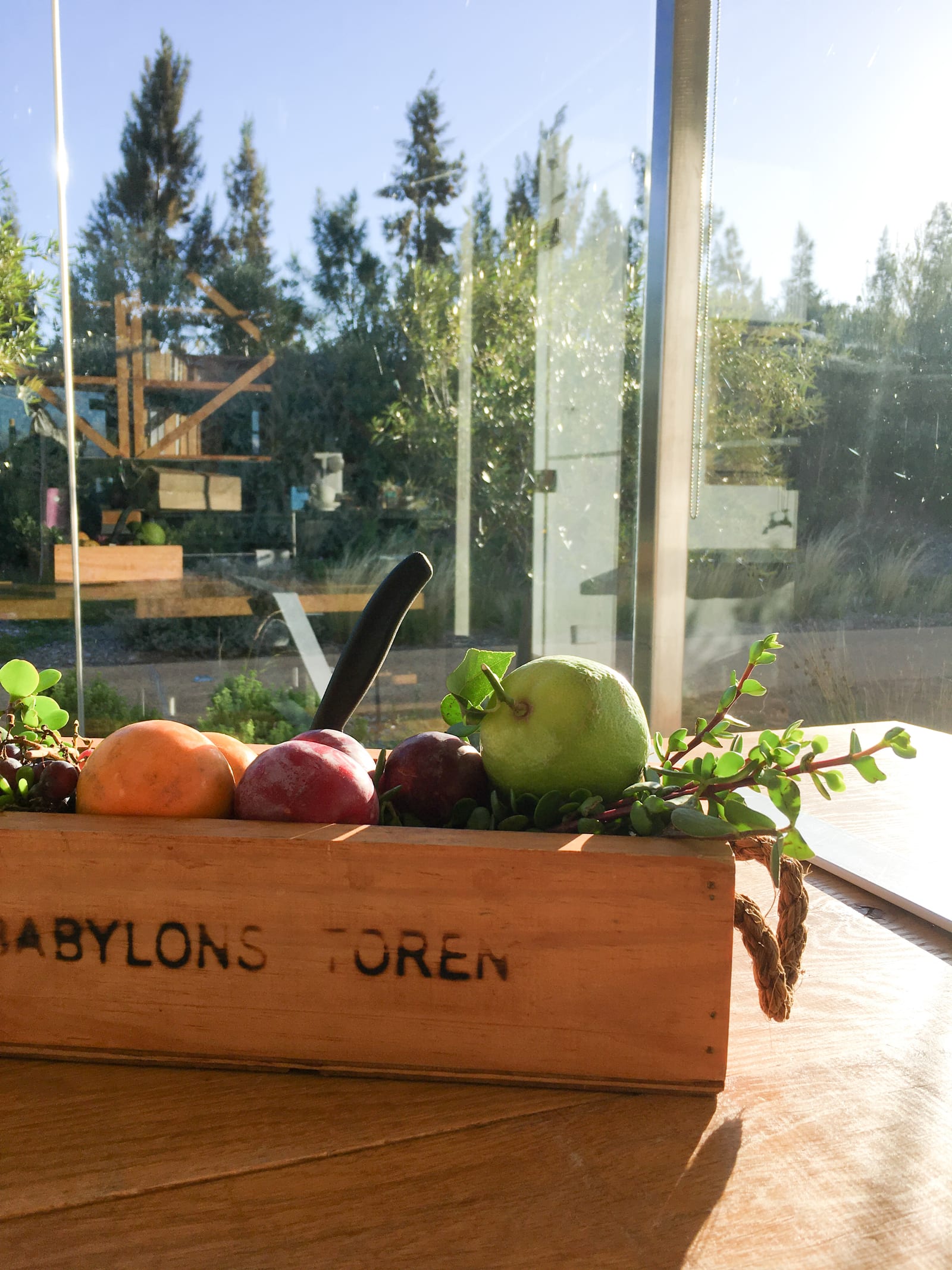A Babylonstoren crate of the daily fruit basket (oranges, plums and a pear) on a sunny windowsill looking out over the garden