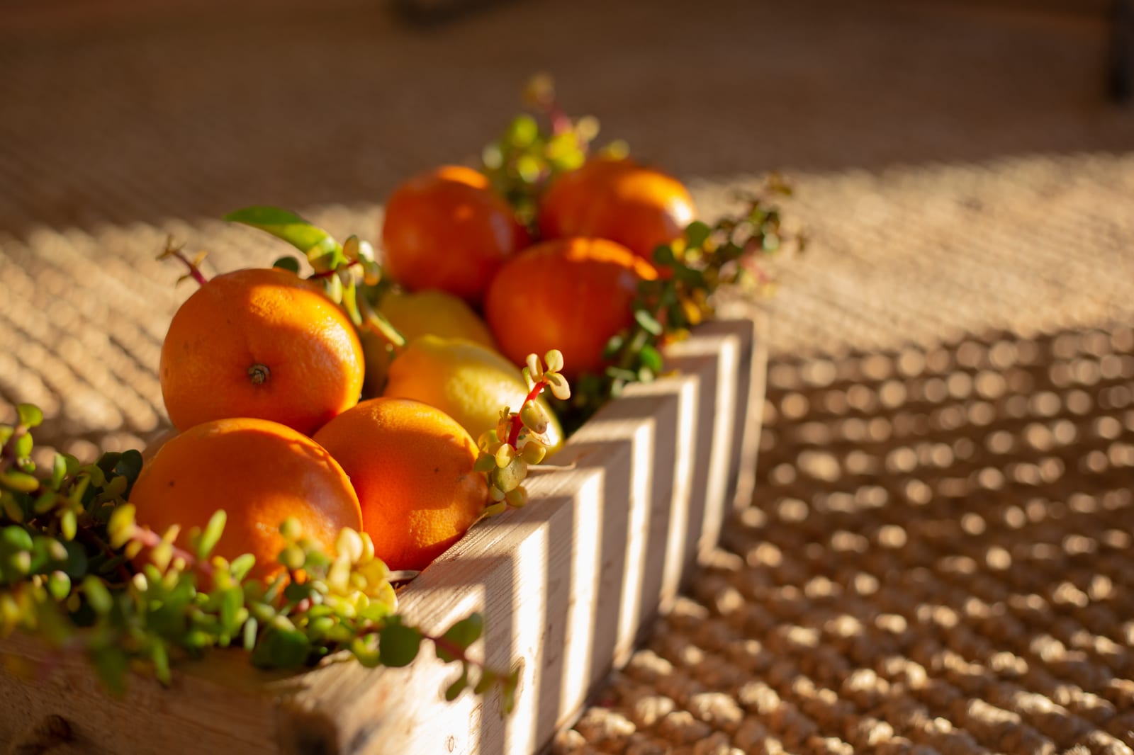 A whitewashed wooden crate of oranges and lemons tucked with spekboom, in late golden light on a woven mat
